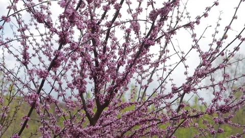 Blooming tree. pink flowers on the spring tree Stock Footage 129572768