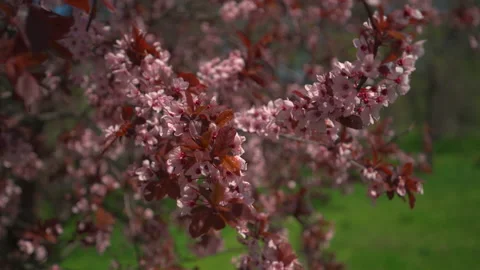 Blooming tree with pink flowers. Spring Flowers Stock-Footage 186634910