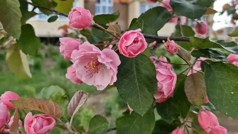 Blooming tree with pink flowers . Spring Flowering tree Stock Footage 221467003