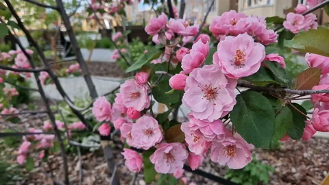 Blooming tree with pink flowers . Spring Flowering tree Video stock 221609842