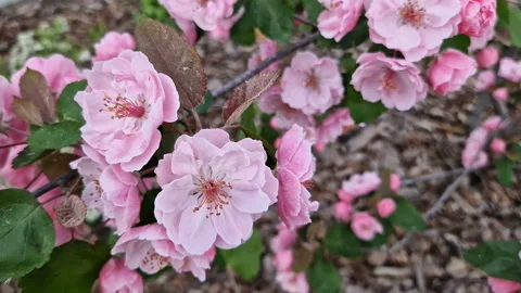 Blooming tree with pink flowers . Spring Flowering tree Vídeos de archivo 223121199