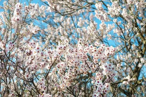 Blooming tree with pink flowers in spring. Springtime. Sunny day Stock Photos