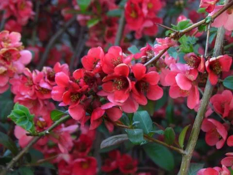 Blooming tree - Pink spring flower Cydonia oblonga Stock Photos