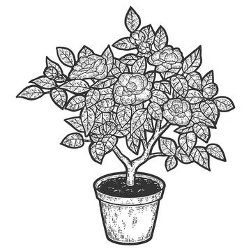 Blooming tree in a pot. Engraving vector illustration. Sketch Stock Illustration