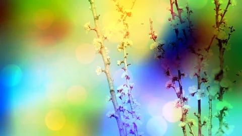 Blooming tree  in retro lights Stock Footage 106933843