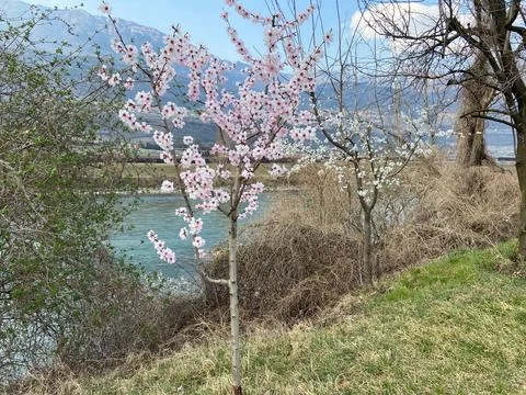 Blooming tree on the river Stock Photos