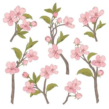 Blooming tree. Set collection. Hand drawn botanical pink blossom branches on Stock Illustration