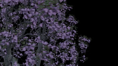 Blooming tree slide over transparent transition effect Stock Footage