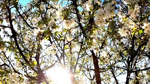 Blooming tree - Slow motion Close up Stock-Footage 129052756