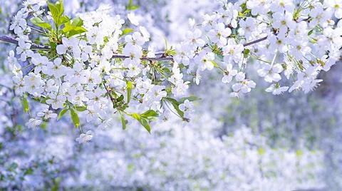 Blooming tree with soft focus for wallpaper, posters, notebooks Stock Photos
