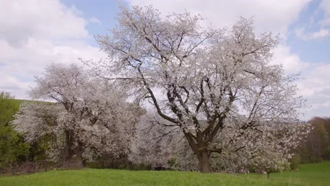 Blooming tree in spring in Austria Stock Footage 230033382