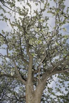 Blooming tree. Spring background. Vertical. Sky Stock Photos
