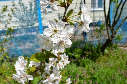 Blooming Tree in Spring. Blooming Buds and Flowers on a Tree Branch. Stockfoto's