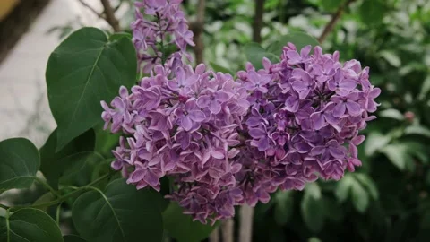 Blooming tree in the spring. Blooming lilac bush. The wind flutters a branch of Stock Footage 155056192