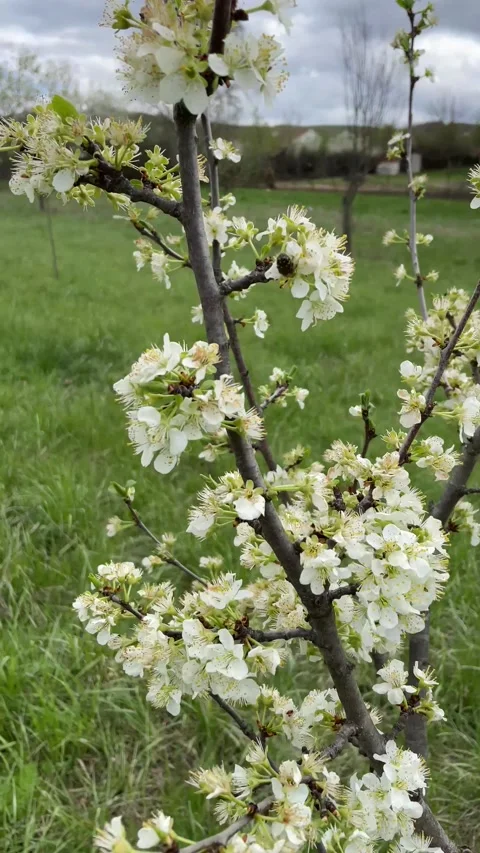 Blooming Tree in Spring | Blossoming Nature Stock Footage 4K Stock Footage 196559498