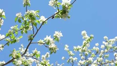 Blooming tree in spring on a blue background, bumblebee flies from flower to Stock Footage 265649187