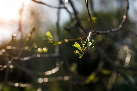 Blooming tree in spring. The buds open up. Stock Photos