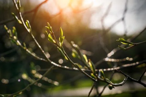 Blooming tree in spring. The buds open up. Stock Photos
