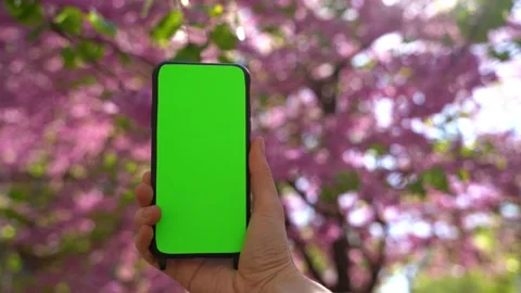 Blooming tree spring cellphone chromakey screen Vídeo Stock 237938583