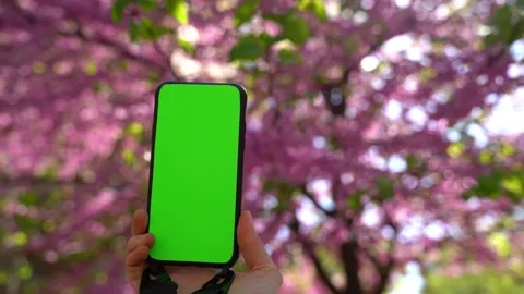 Blooming tree spring cellphone chromakey Vídeo Stock 237938819