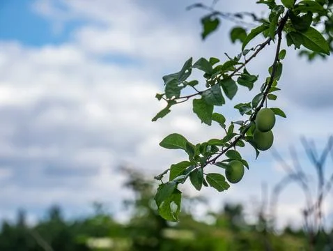 Blooming tree in spring climate against slightly cloudy sky Foto stock