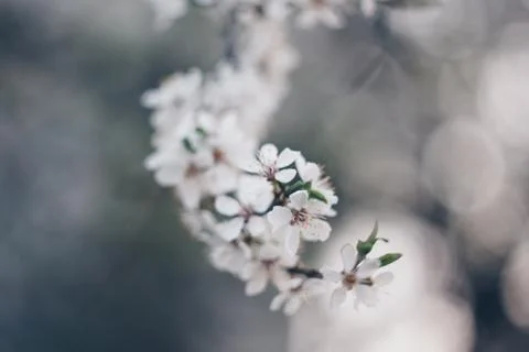 Blooming tree in spring close up white flowers buds growing leaves twigs revi Stock Photos