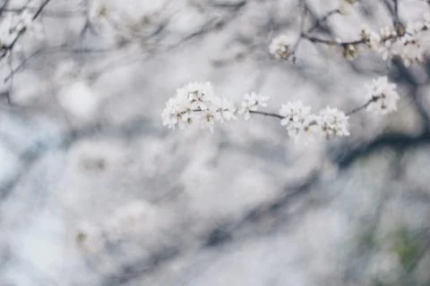 Blooming tree in spring close up white flowers buds growing leaves twigs revi Stock Photos