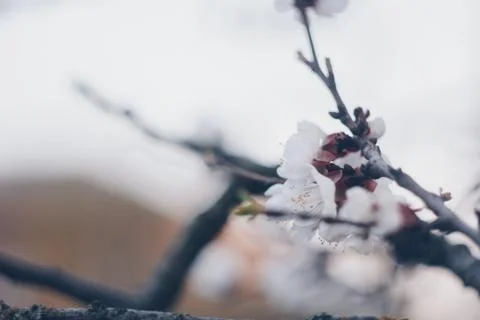Blooming tree in spring close up white flowers buds growing leaves twigs revi Stock Photos