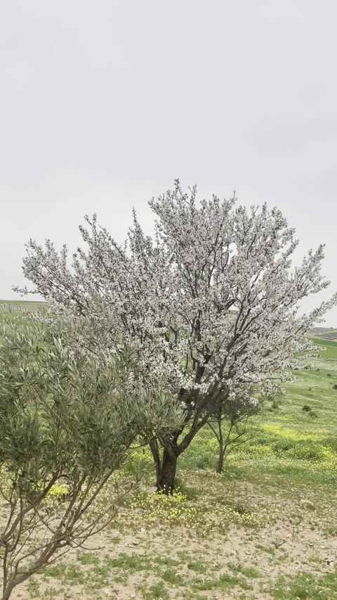 Blooming Tree in Spring Field With White Flowers Video stock 330265978