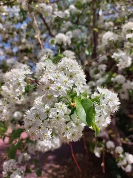 Blooming tree, Spring flowers close up Stock Photos