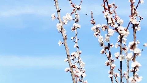 Blooming tree in spring Stock Footage 88358816