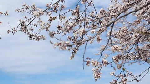 Blooming tree in spring Stock Footage 155210677