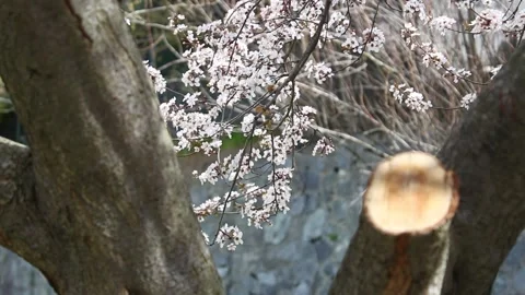 Blooming tree in spring Stock Footage 155210801