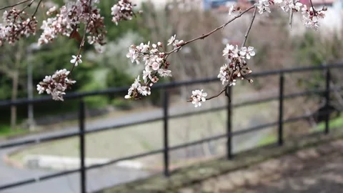 Blooming tree in spring Stock Footage 155210812