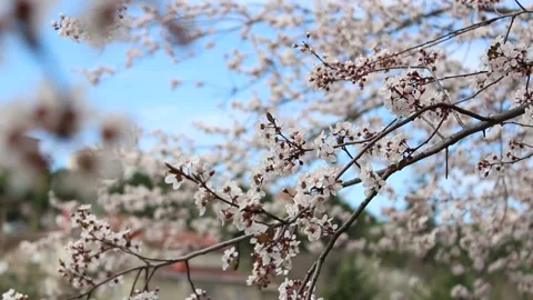 Blooming tree in spring Stock Footage 155210867