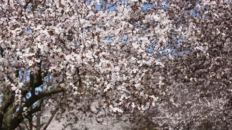 Blooming tree in spring Stock Footage 155210956