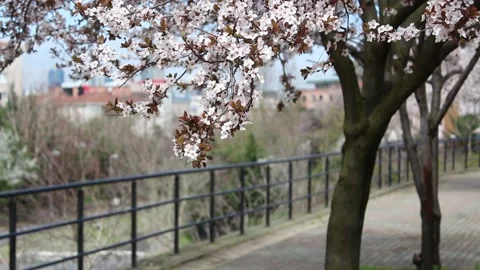 Blooming tree in spring Stock Footage 155211026