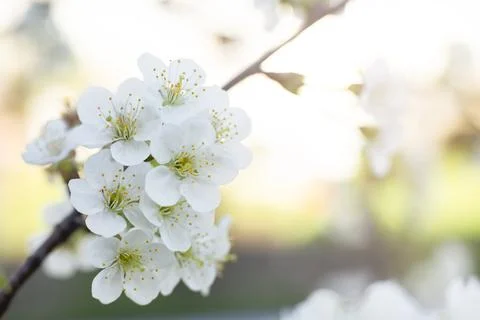 Blooming tree in spring, fresh white flowers on a fruit tree branch Stock Photos