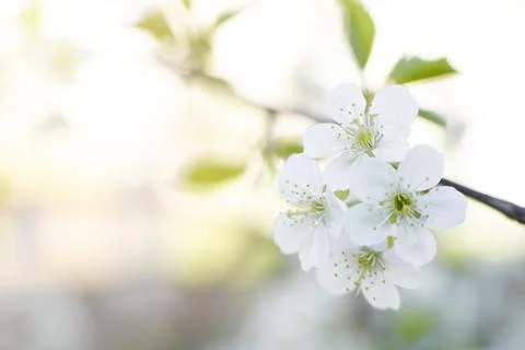 Blooming tree in spring, fresh white flowers on a fruit tree branch. Stock Photos