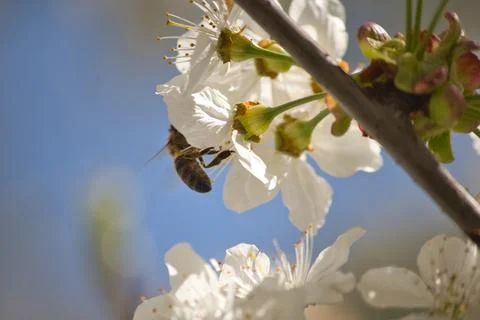 Blooming tree in spring, many white flowers, white petals Stock Photos