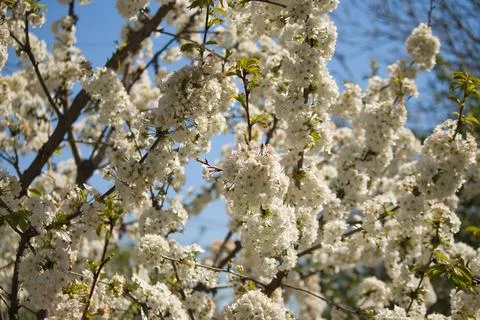 Blooming tree in spring, many white flowers, white petals Stock Photos