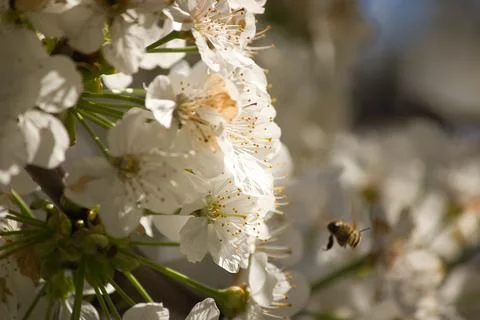 Blooming tree in spring, many white flowers, white petals Stock Photos
