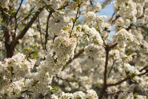 Blooming tree in spring, many white flowers, white petals Stock Photos