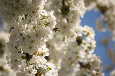 Blooming tree in spring, many white flowers, white petals Stock Photos