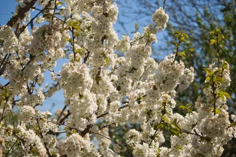 Blooming tree in spring, many white flowers, white petals Stock Photos