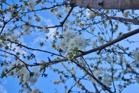 Blooming tree in spring, many white flowers, white petals Stock Photos