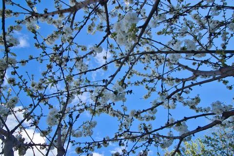 Blooming tree in spring, many white flowers, white petals Stock Photos