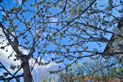 Blooming tree in spring, many white flowers, white petals Foto stock