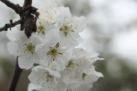 Blooming tree in spring, many white flowers, white petals Stock Photos