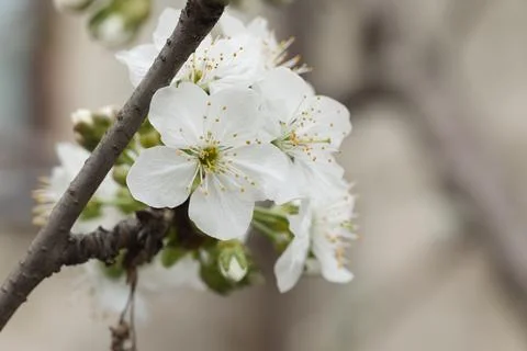 Blooming tree in spring, many white flowers, white petals Stock Photos